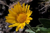 Großblütige Gamswurz (Doronicum grandiflorum) / Kalle Kubatschka Großblütige Gamswurz / Kalle Kubatschka
