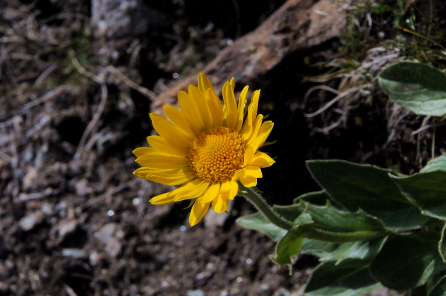 Gro%C3%9Fbl%C3%BCtige Gamswurz (Doronicum grandiflorum) / Kalle Kubatschka