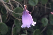 Alpenglöckchen, Soldanelle (Soldanella alpina) / Kalle Kubatschka Alpenglöckchen, Soldanelle / Kalle Kubatschka