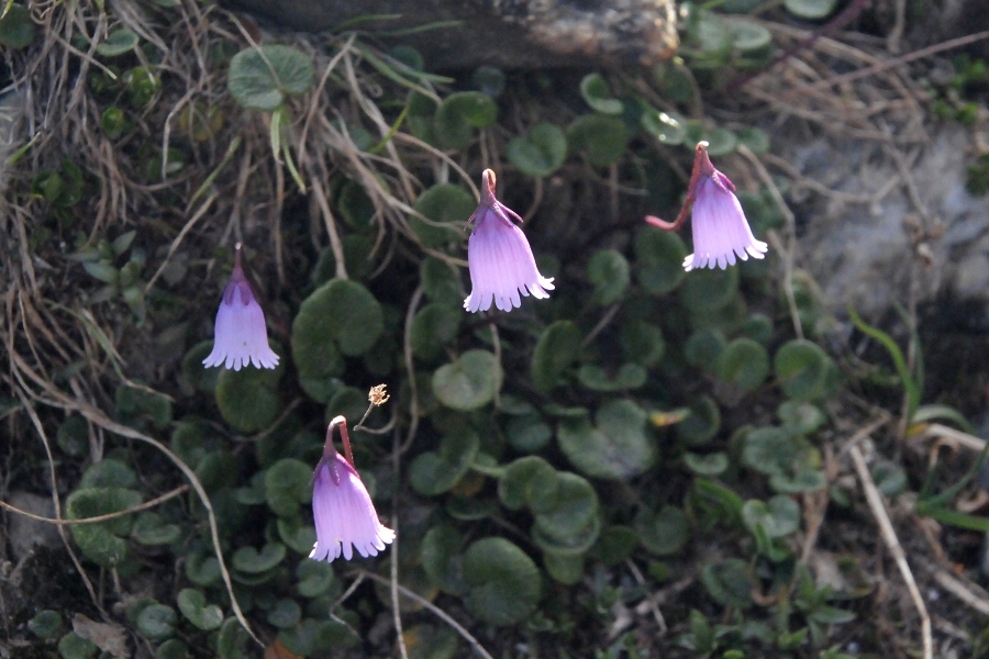 Alpenglckchen, Soldanelle (Soldanella alpina) / Kalle Kubatschka