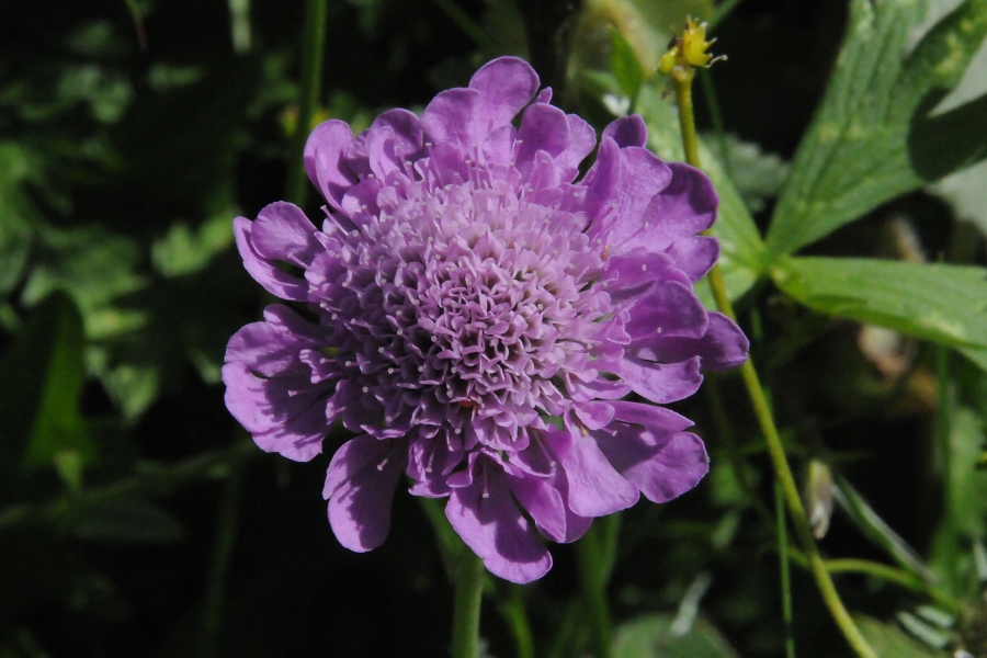 Glnzende Skabiose (Scabiosa lucida) / Kalle Kubatschka