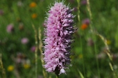 Schlangen-Knöterich (Bistorta officinalis) / Kalle Kubatschka Schlangen-Knöterich / Kalle Kubatschka