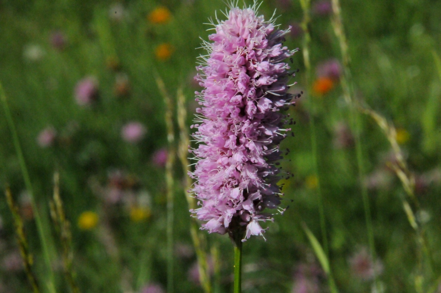 Schlangen-Kn%EF%BF%BD%EF%BF%BDterich (Bistorta officinalis) / Kalle Kubatschka
