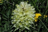 Strauß-Glockenblume (Campanula thyrsoides) / Kalle Kubatschka Strauß-Glockenblume / Kalle Kubatschka