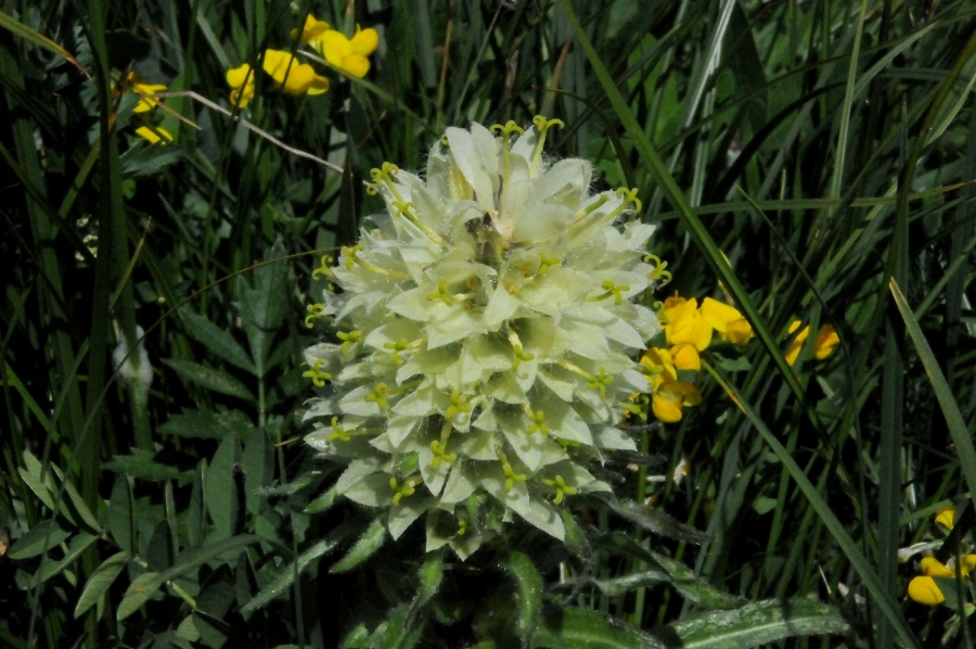Strau%EF%BF%BD%EF%BF%BD-Glockenblume (Campanula thyrsoides) / Kalle Kubatschka