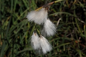 Wollgras (Eriophorum angustifolium) / Kalle Kubatschka Wollgras / Kalle Kubatschka