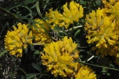 Wundklee (Anthyllis vulneraria) / Kalle Kubatschka Wundklee / Kalle Kubatschka