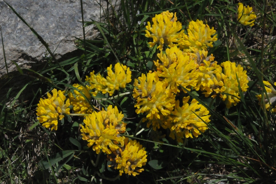 Wundklee (Anthyllis vulneraria) / Kalle Kubatschka