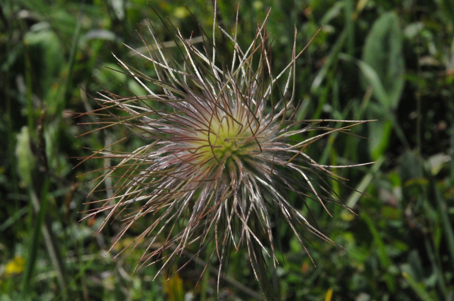 Wildes M%EF%BF%BD%EF%BF%BDnnle (Fruchtstand der Anemone) (Pulsatilla) / Kalle Kubatschka