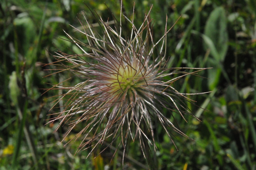 Wildes Mnnle (Fruchtstand der Anemone) (Pulsatilla) / Kalle Kubatschka