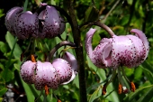 Türkenbund-Lilie (Lilium martagon) / Kalle Kubatschka Türkenbund-Lilie / Kalle Kubatschka