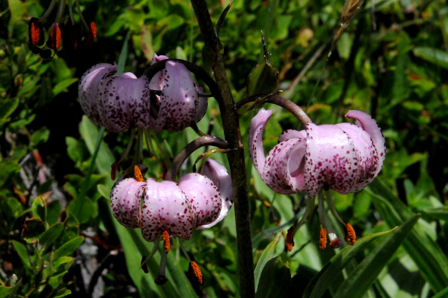 T%EF%BF%BD%EF%BF%BDrkenbund-Lilie (Lilium martagon) / Kalle Kubatschka