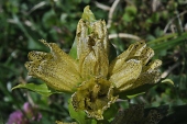 Tüpfel-Enzian (Gentiana punctata) / Kalle Kubatschka Tüpfel-Enzian / Kalle Kubatschka