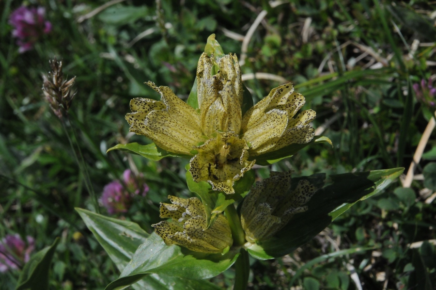 T%EF%BF%BD%EF%BF%BDpfel-Enzian (Gentiana punctata) / Kalle Kubatschka