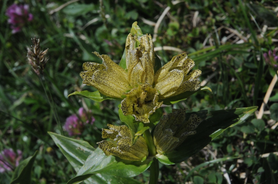 Tpfel-Enzian (Gentiana punctata) / Kalle Kubatschka