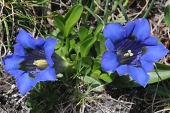 Clusius-Enzian (Gentiana clusii) / Kalle Kubatschka Clusius-Enzian / Kalle Kubatschka