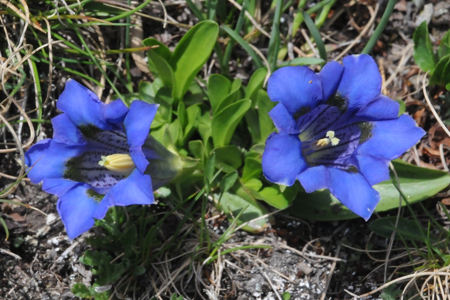 Clusius-Enzian (Gentiana clusii) / Kalle Kubatschka