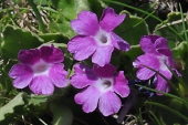 Behaarte Primel (Primula hirsuta) / Kalle Kubatschka Behaarte Primel / Kalle Kubatschka