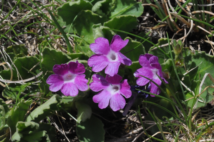 Behaarte Primel (Primula hirsuta) / Kalle Kubatschka