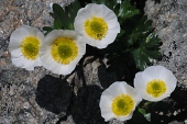 Gletscher-Hahnenfuß (Ranunculus glacialis) / Kalle Kubatschka Gletscher-Hahnenfuß / Kalle Kubatschka