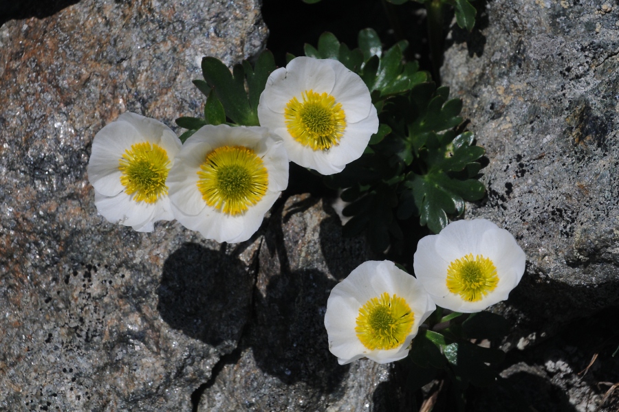 Gletscher-Hahnenfu (Ranunculus glacialis) / Kalle Kubatschka