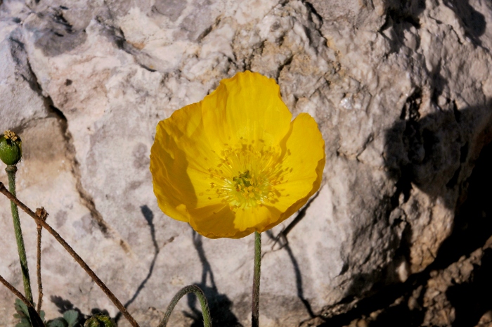 [54] Alpenmohn / Foto: Kalle Kubatschka